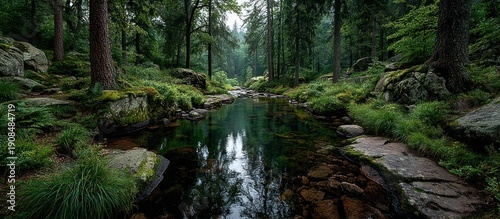 A serene forest scene with a calm stream reflecting the trees above