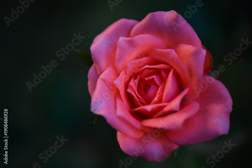 pink rose on a green background