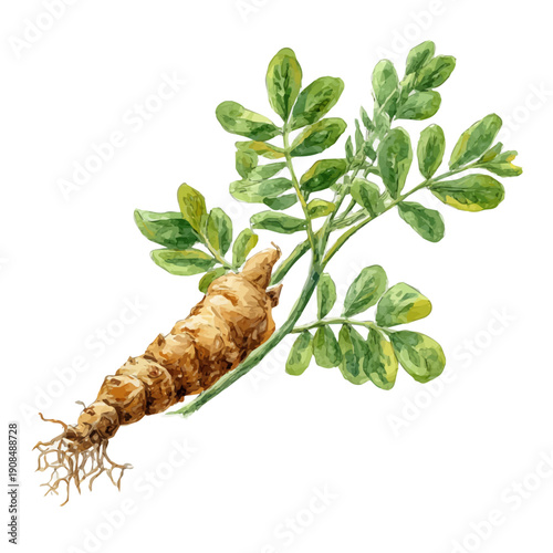 Bild auf Leinwand Isometric-style watercolor depiction of Astragalus Root, set against a white background