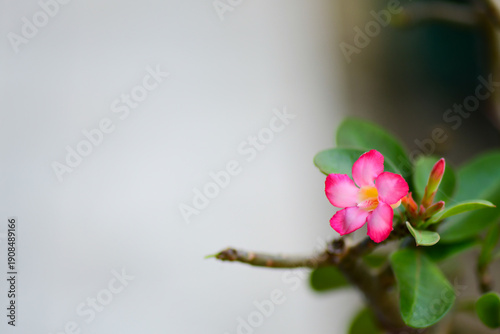 pink magnolia flower