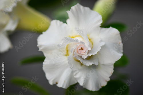 white rose