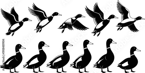 Black duck silhouette set isolated on white background, flying and standing mallard bird icons, waterfowl vector illustration for nature wildlife and hunting theme design.