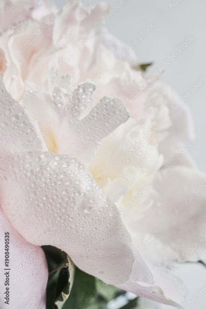 Fototapeta premium Peony petals with water drops symbolizing freshness, softness and purity in nature