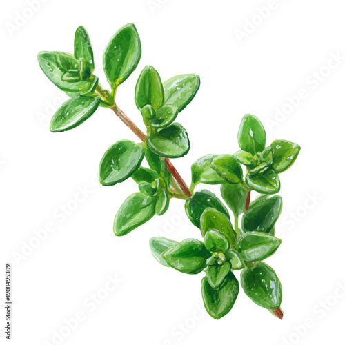 Artistic isometric watercolor image of Thyme Leaf, isolated on a white surface.