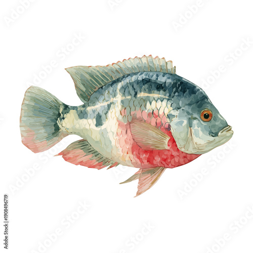 Watercolor isometric artwork featuring Tilapia, presented on white background.