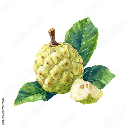 Artistic isometric watercolor image of Custard Apple, isolated on a white surface.