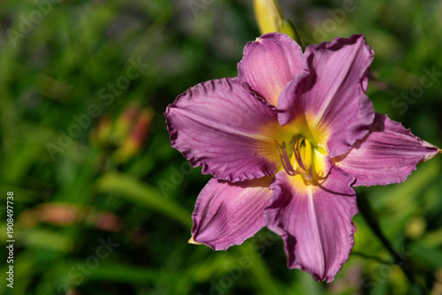 Purple Pink Daylily Bloom With Yellow Center In Garden - Closeup Of Flower Na...