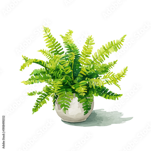 Isometric watercolor rendering of Boston Fern, isolated on a clean white background.
