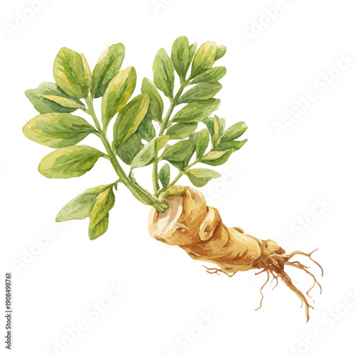 A watercolor isometric illustration of Astragalus Root, cleanly isolated on white background.