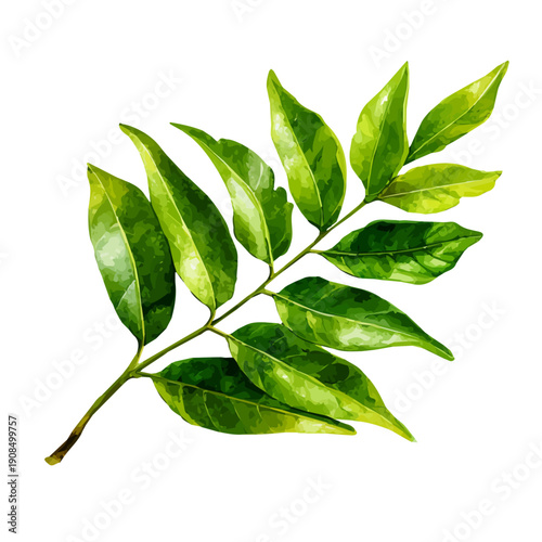 Curry Leaf illustrated in isometric watercolor style, isolated on white.