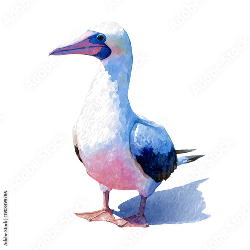 Isometric watercolor rendering of Booby, isolated on a clean white background.