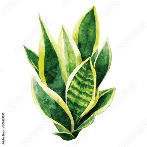 Isometric watercolor graphic of Snake Plant, neatly isolated on white background.