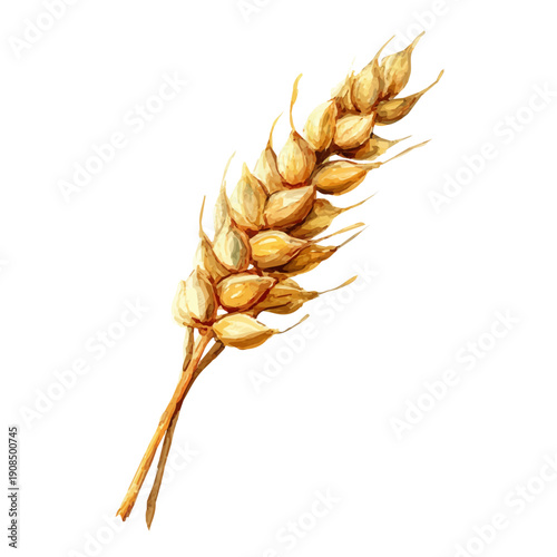 Wheat illustrated in isometric watercolor style, isolated on white.