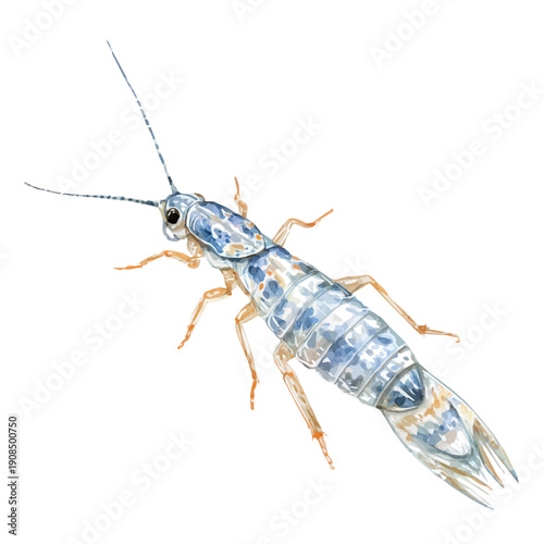 Silverfish in detailed isometric watercolor art, isolated on a pure white backdrop.
