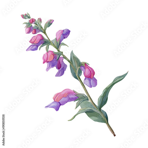A watercolor isometric illustration of Skullcap, cleanly isolated on white background.