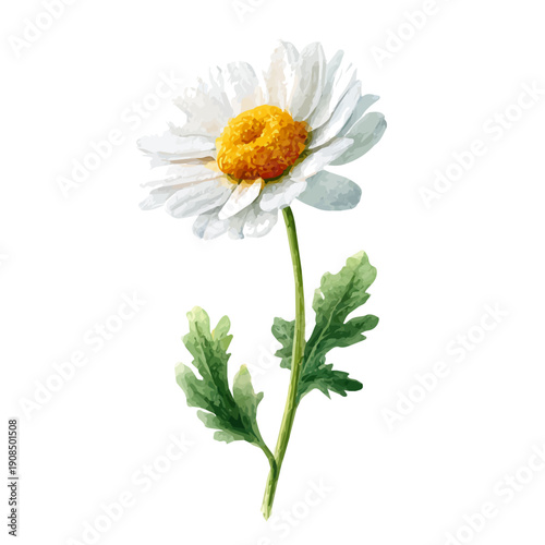 Watercolor isometric artwork featuring Chamomile, presented on white background.