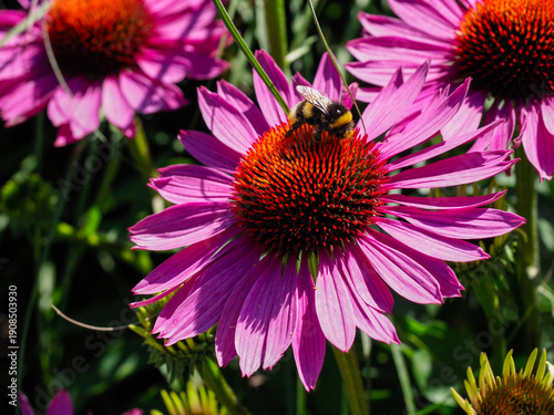 a bee feeding on a cone or echinacea flower 