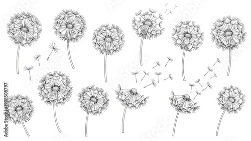 Detailed black and white sketch illustration of various dandelions, some with seeds actively blowing away in the wind, depicting nature, freedom, and the cycle of life.