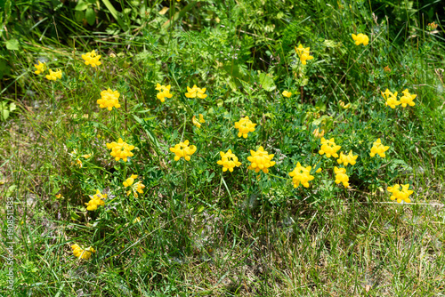 Common Bird’s-foot Trefoil, Lotus corniculatus, Growing Wild In the Field In Summer