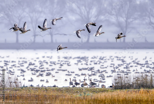 Canvastavla Flying Geese Over Winter Wetland During Migration Season