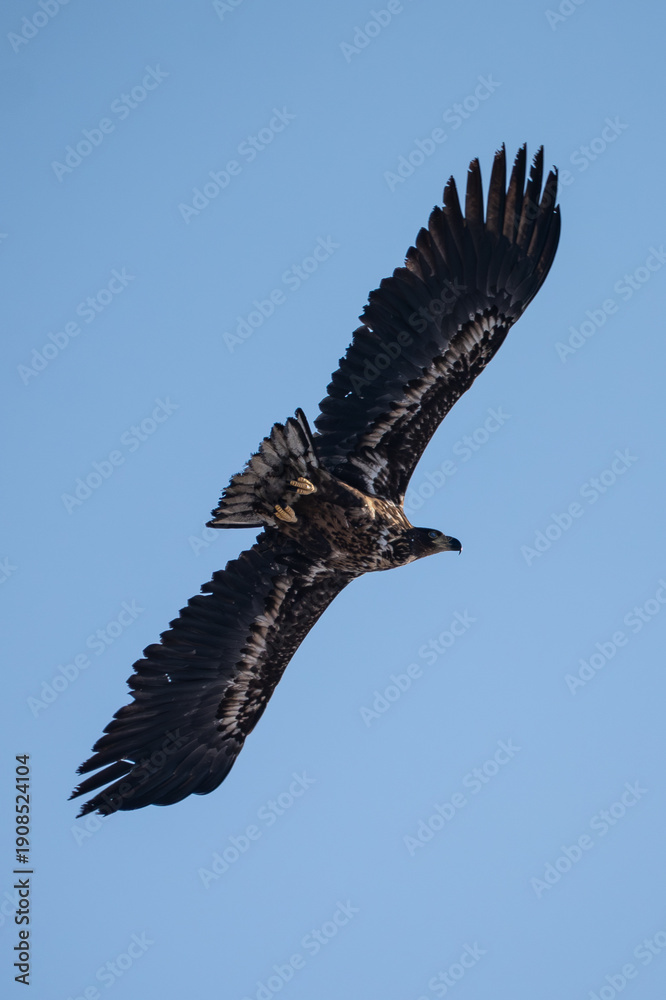 Obraz premium White-tailed eagle in flight against a blue sky.