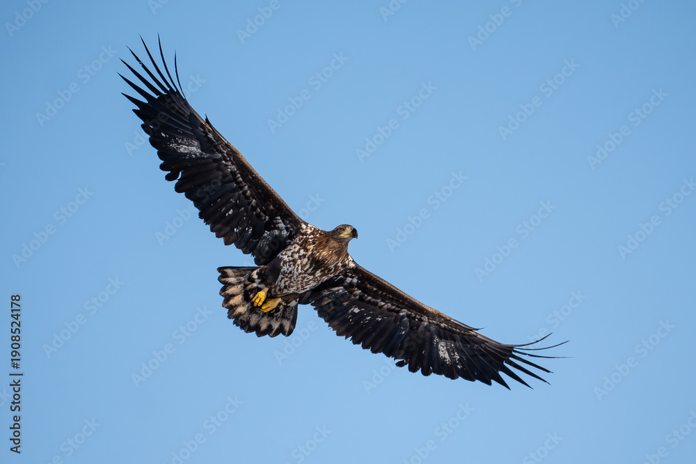 Fototapeta premium White-tailed eagle in flight against a blue sky.