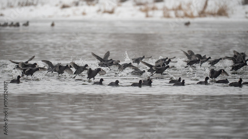 Canvastavla A flock of coots on the Narew River in Poland