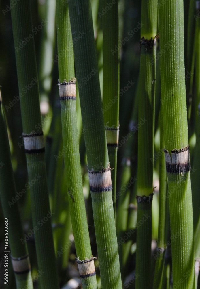 Obraz premium DETTAGLI E MOOD FIORI