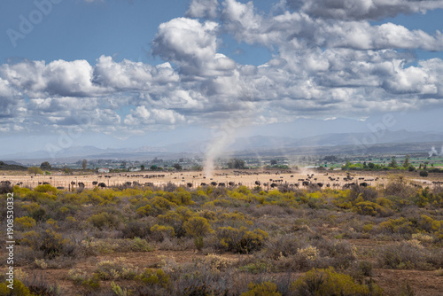 Tableau sur toile Ostriches grazing on a farm in Oudtshoorn with Swartberg Mountains in the backgr