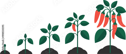 Black and white chili pepper plant growth stages illustration featuring seedling, sprout, leaf development, flowering plant, and ripe peppers for agriculture, gardening, and biology graphics