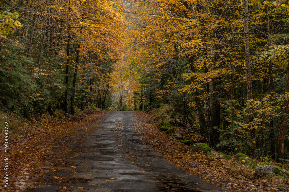 Fototapeta premium autumn road with beech, pine and oak trees in oranges and greens