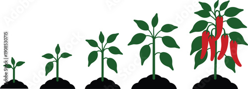 Black and white chili pepper plant growth stages illustration featuring seedling, sprout, leaf development, mature plant, and red chili peppers for agriculture and education graphics