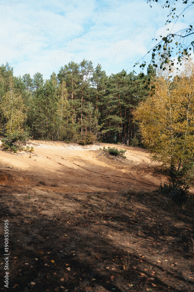 Fototapeta premium Sand dunes at the forest in Poland, Mazovia region, October, autumn vibe