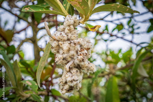 Konstfotografi Close-up of Fluffy White Cotton-like Seed Clusters on a Branch
