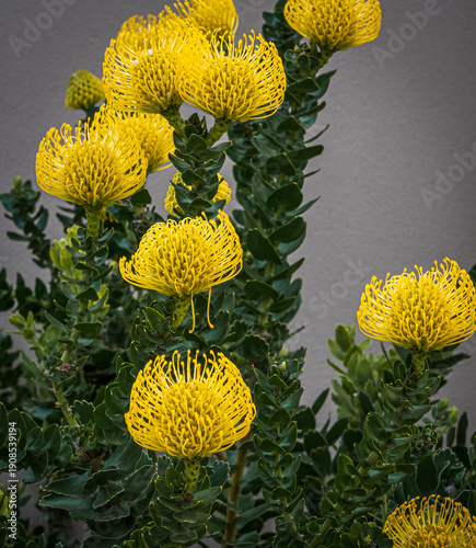 Vibrant Yellow Pincushion Protea (Leucospermum Cordifolium) in Full Bloom