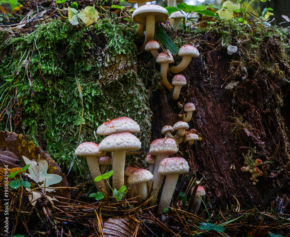 custom made wallpaper toronto digitalWild Mushrooms Growing on Mossy Tree Stump