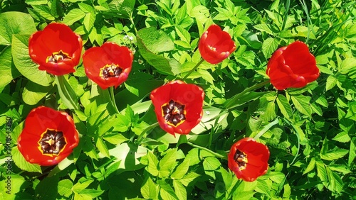 Red tulips in full bloom surrounded by lush green leaves in a sunny spring garden