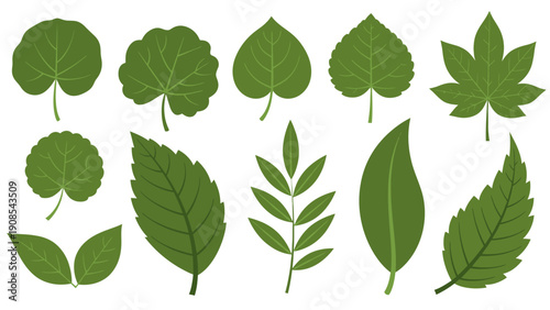 Collection of various green leaves on a white background, showcasing different shapes and sizes in a flat lay composition with a natural and earthy mood.