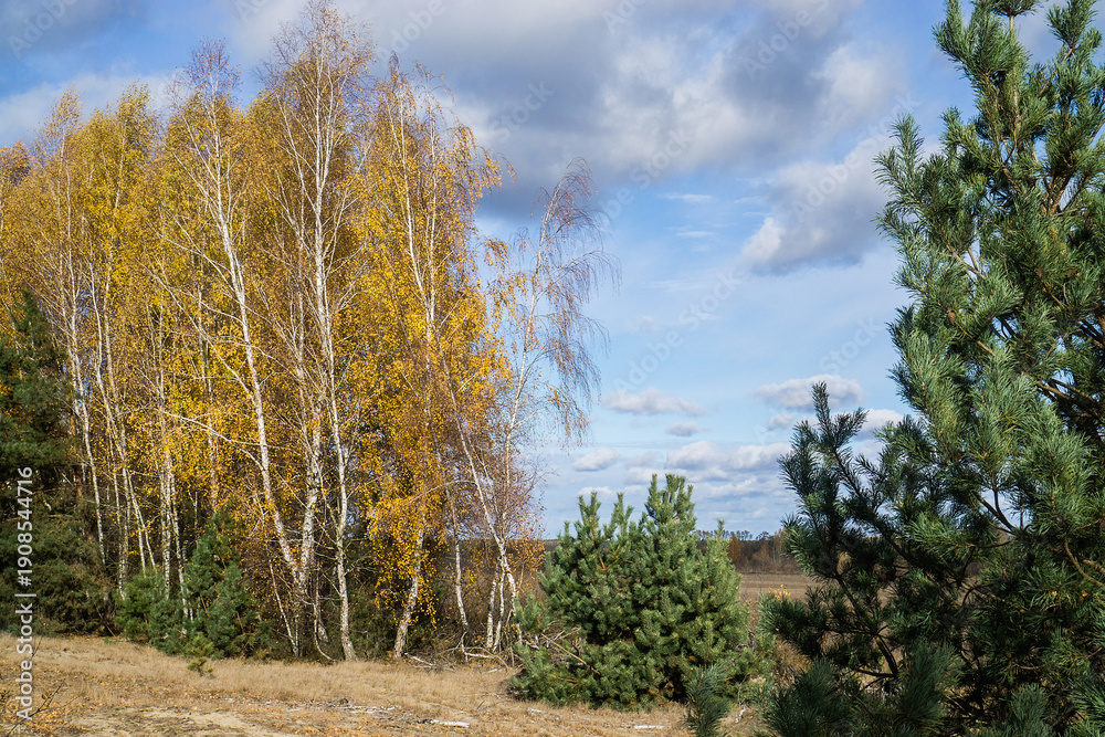 custom made wallpaper toronto digitalAutumn Birch and Pine Trees at Forest Edge under Blue Sky
