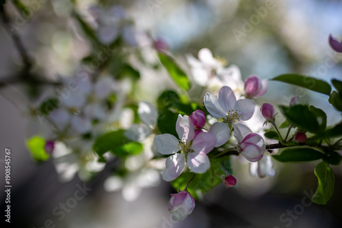 The image features crabapple blossoms, the flowers of the Malus genus, captured in early spring in the UK. The buds appear deep rose-pink as they begin to open, gradually unfolding
