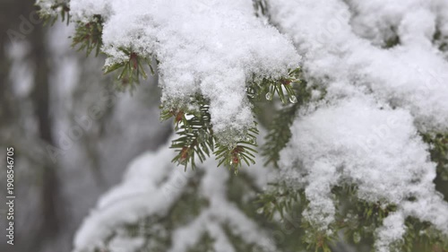 Gossamer Frost Adorns Slender Twigs Beneath Gentle Blanket Of Snow While Emphasizing Tranquility
