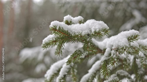 Snowladen Pine Branch Amidst Peaceful Woods, Calm Winter Scene Featuring Snowblanketed Pine Branches