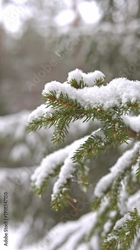 Snowladen Pine Branch Amidst Peaceful Woods, Calm Winter Scene Featuring Snowblanketed Pine Branches