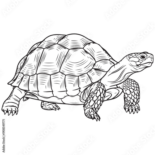 Detailed Line Art Drawing of a Tortoise on a White Background