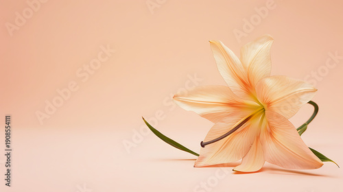 Exquisite Star Flower on Peach Background