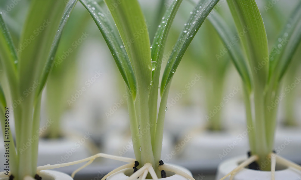 Fototapeta premium cluster green aeroponic plant roots glistening tiny water droplets soft natural light controlled