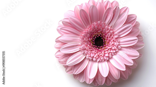 Sophisticated Pink Gerbera Flower on White