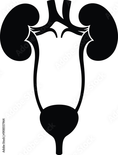 Detailed black and white anatomical vector illustration of human urinary system with kidneys, ureters, bladder, urethra, medical educational design
