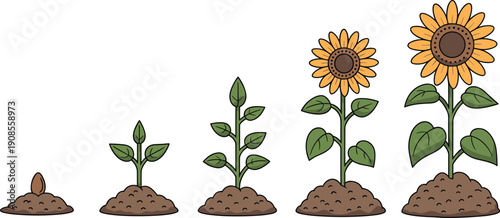 Sunflower plant growth stages illustration featuring seed, sprout, leaf development, blooming flower, and mature plant for agriculture, gardening, and biology education graphics