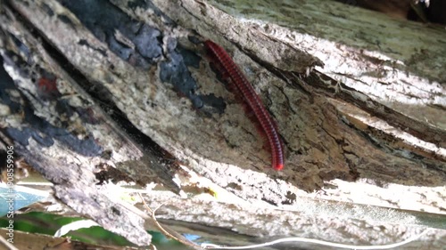 Close-up video of a large ringed red millipede, shongololo, walking on a tree branch.